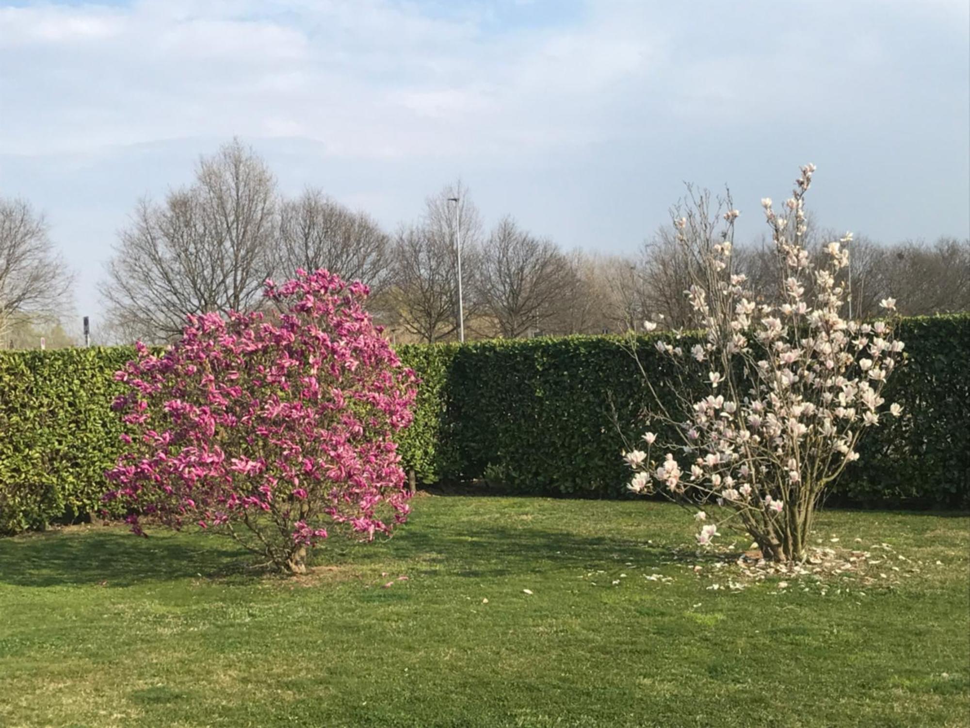 Il Salice Otel Novara Dış mekan fotoğraf